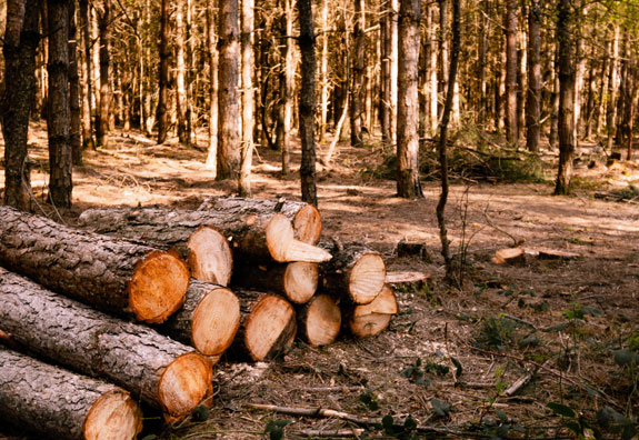 Bosque de madera sustentable | Madera Sustentable | México