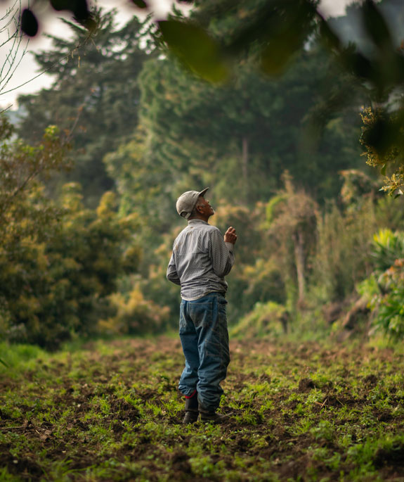 Hombre de una comunidad observando el bosque | Madera Sustentable | México